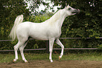 Arabian Horse