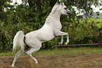 Arabian Horse