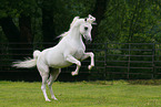 Arabian Horse