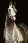 Arabian Horse