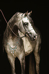 Arabian Horse