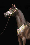 Arabian Horse