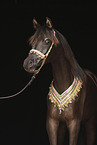 Arabian Horse