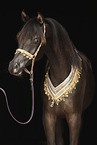 Arabian Horse