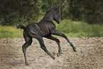 Arabian Horse