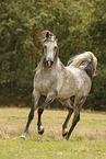 Arabian Horse