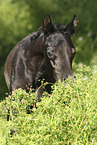 Arabian Horse