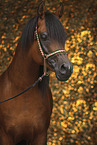 Arabian Horse