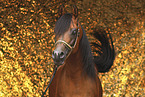 Arabian Horse