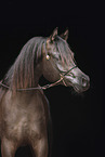 Arabian Horse