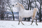 Arabian Horse