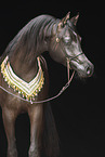 Arabian Horse