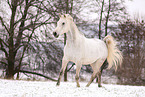 Arabian Horse