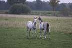 Arabian Horse