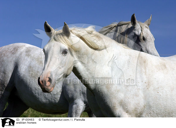 Araber auf der Koppel / arabian horses / IP-00463