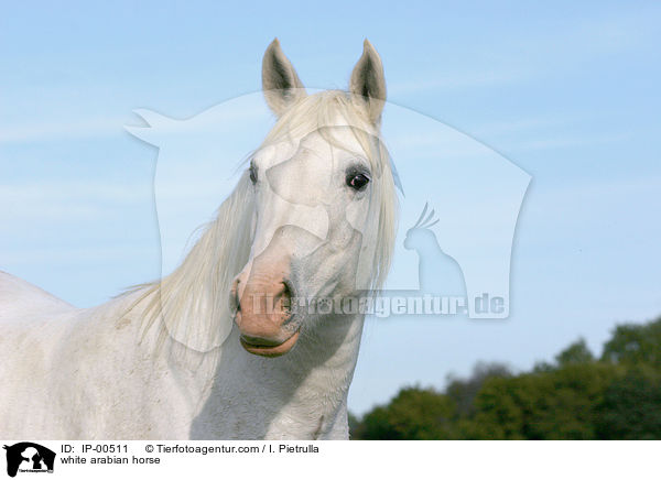 Portrait eines weien Arabers / white arabian horse / IP-00511