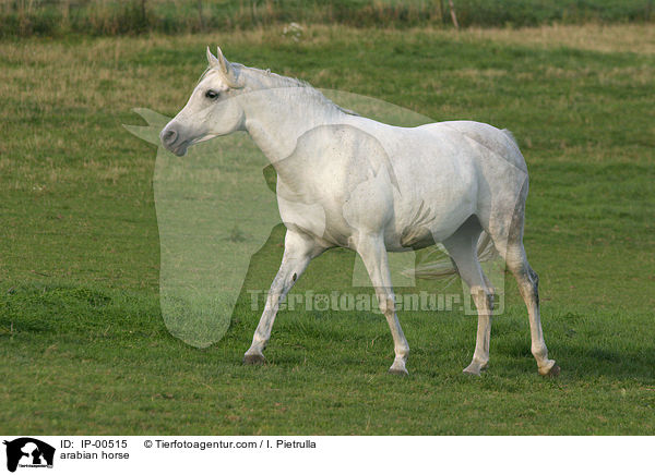 Pferd auf der Koppel / arabian horse / IP-00515