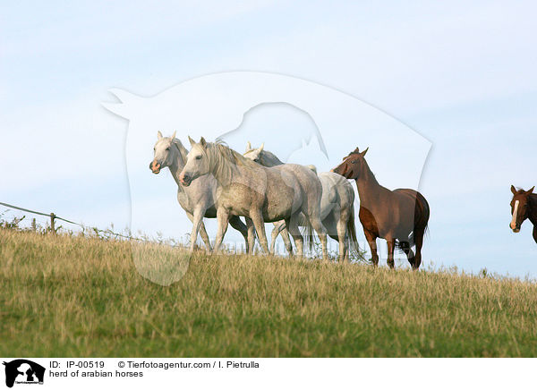 Araberherde / herd of arabian horses / IP-00519