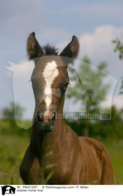 Araber Fohlen Portrait / arabian horse foal / PM-01297