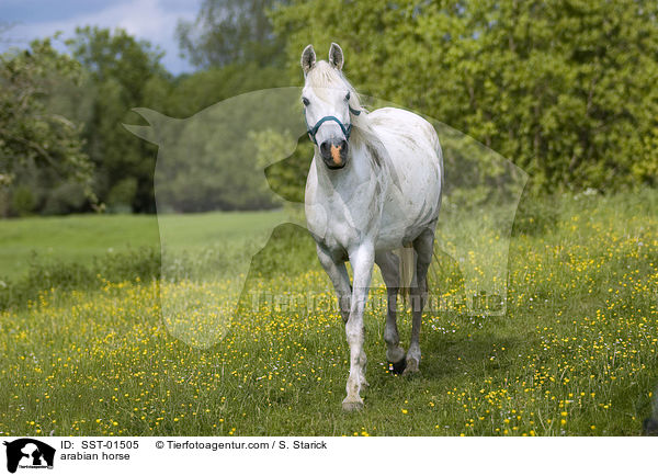 arabian horse / SST-01505