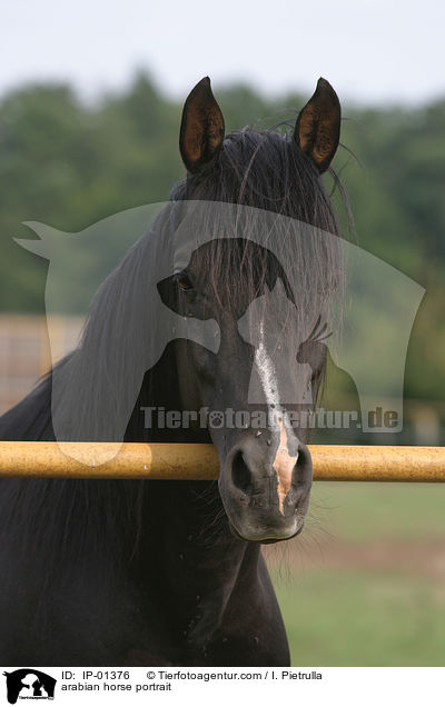 Araber Portrait / arabian horse portrait / IP-01376