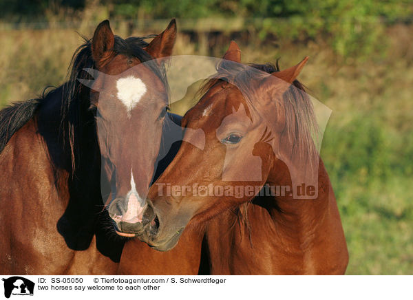 Pferde begren sich / two horses say welcome to each other / SS-05050