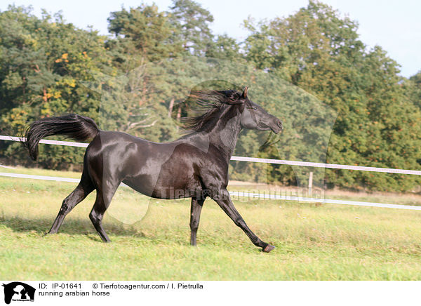 rennender Araber / running arabian horse / IP-01641