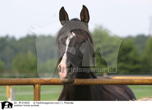 Araber Portrait / arabian horse portrait / IP-01653