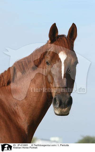 Arabian Horse Portrait / IP-01665