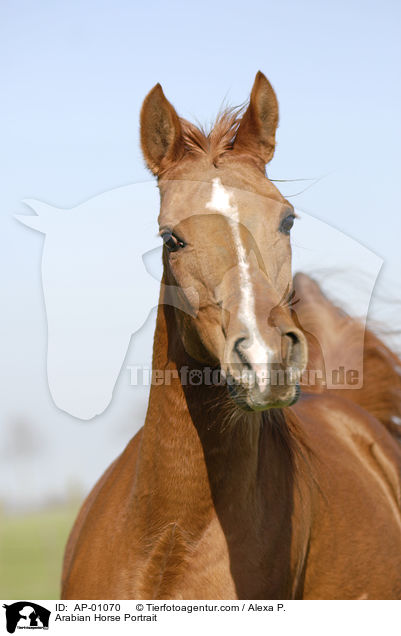 Arabian Horse Portrait / AP-01070