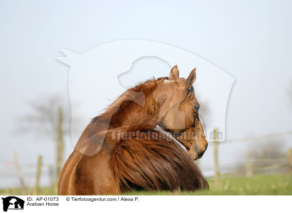 Vollblutaraber / Arabian Horse / AP-01073