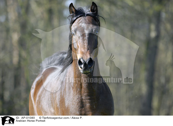 Araber Portrait / Arabian Horse Portrait / AP-01080