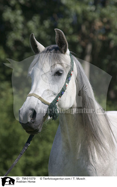 Arabian Horse / TM-01079