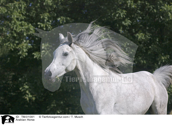 Araber / Arabian Horse / TM-01081