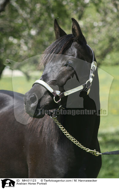 Araber Portrait / Arabian Horse Portrait / MH-01123