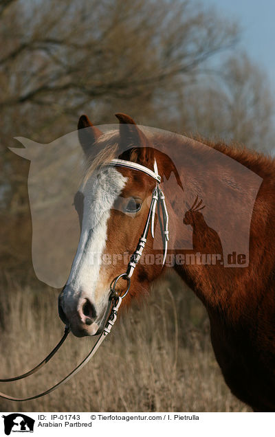 Arabian Partbred / IP-01743