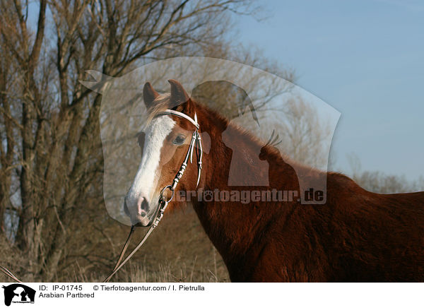 Arabian Partbred / IP-01745