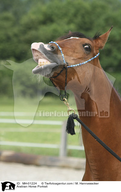 Araber Portrait / Arabian Horse Portrait / MH-01224