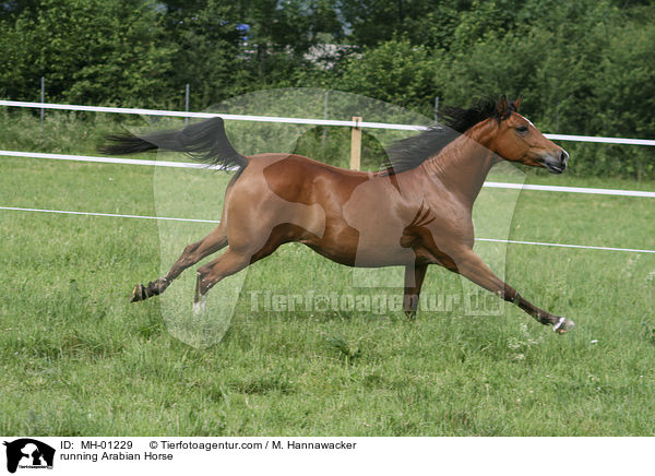 rennender Araber / running Arabian Horse / MH-01229