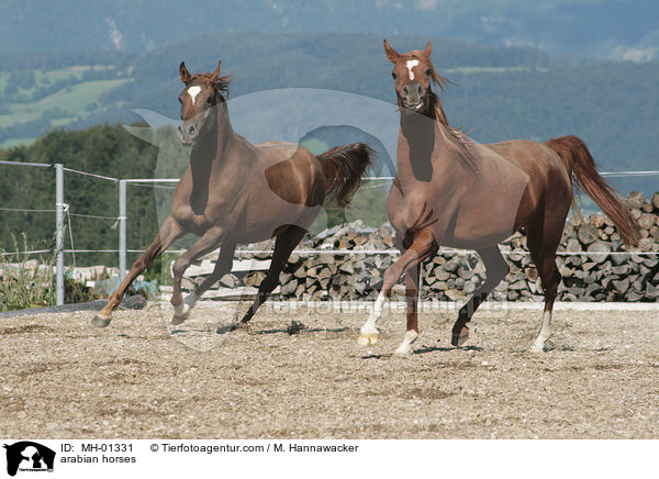arabian horses / MH-01331