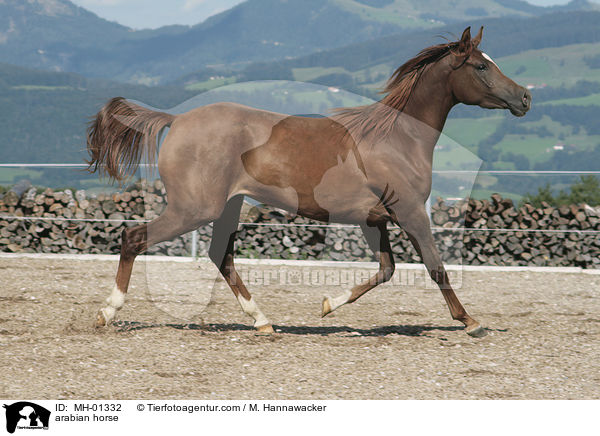 arabian horse / MH-01332