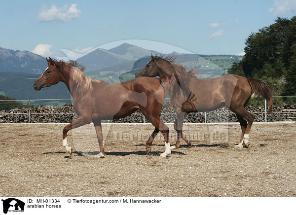 arabian horses / MH-01334