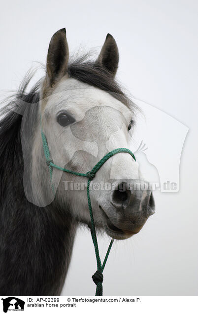 Araber Portrait / arabian horse portrait / AP-02399