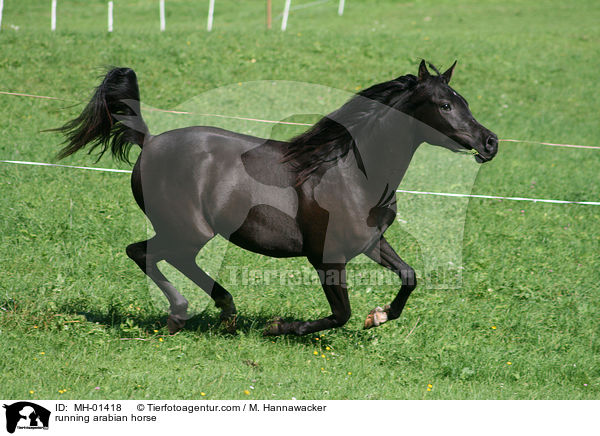 rennender Araber / running arabian horse / MH-01418