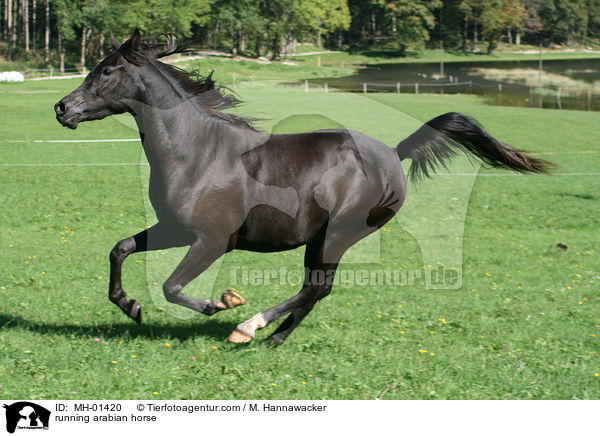 rennender Araber / running arabian horse / MH-01420