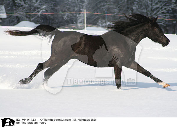 rennender Araber / running arabian horse / MH-01423