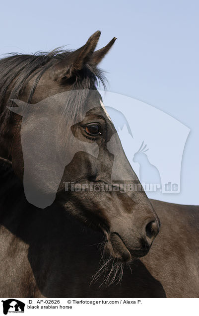 Vollblutaraber / black arabian horse / AP-02626