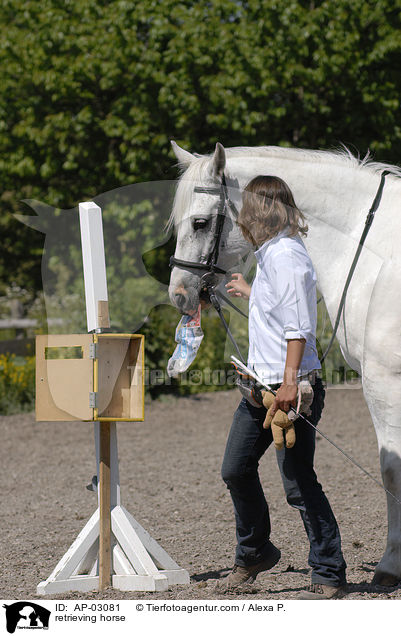 Pferd beim apportieren / retrieving horse / AP-03081