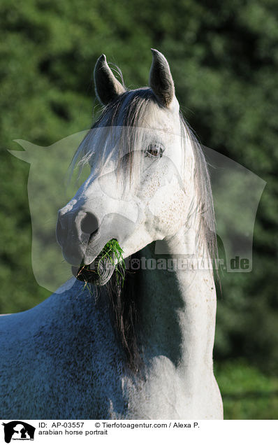 arabian horse portrait / AP-03557