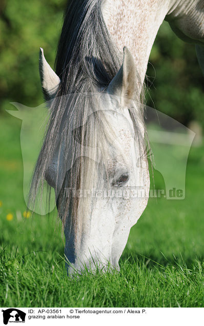 grazing arabian horse / AP-03561